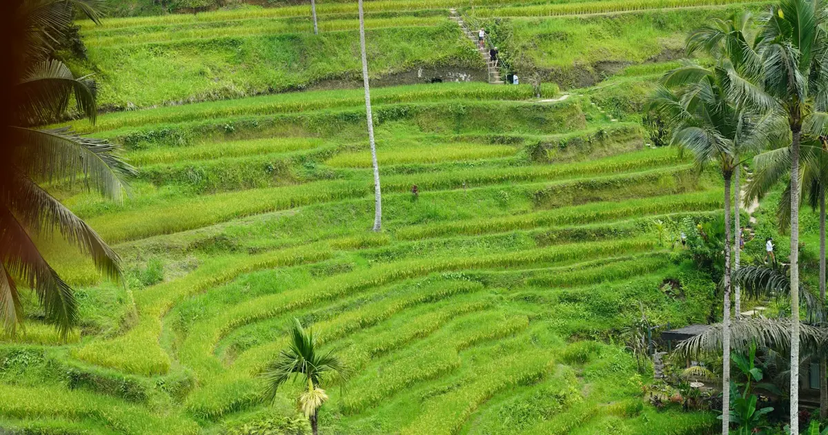 Lush Tegalalang rice terraces in Bali