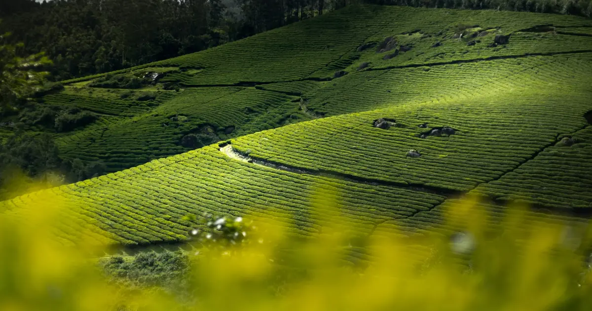 A Munnar Tea Estate Family Stay: Slow Days, Cool Mornings
