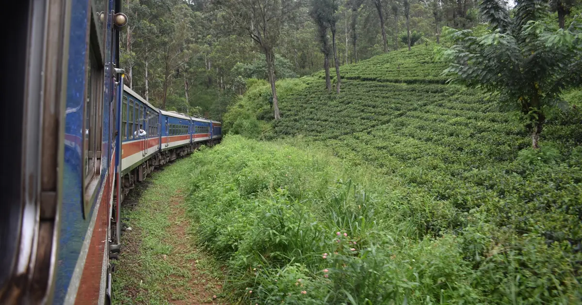 Sri Lanka Family Circuit: Beaches, Hills and Wildlife in Seven Days