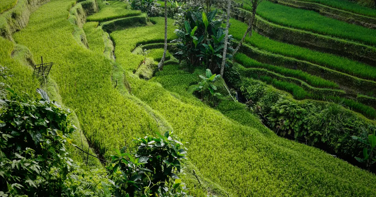 Ubud, Solo: Bali for the Indian Woman Travelling Alone for the First Time