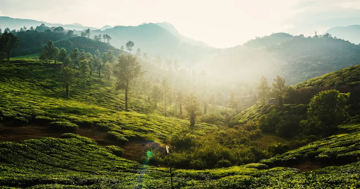 Wayanad in the Monsoon: An Underrated Two-Day Trip
