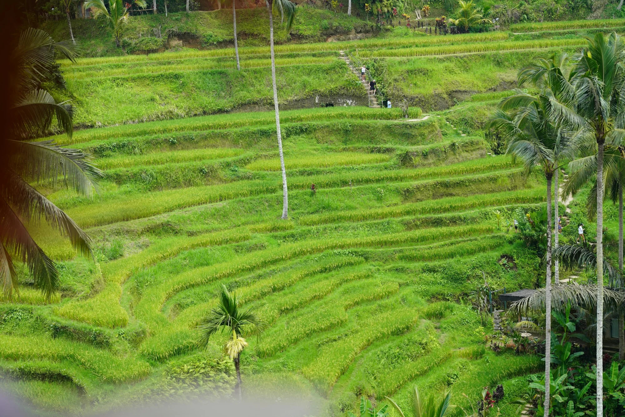 Green rice terraces cascading down a lush hillside in Bali