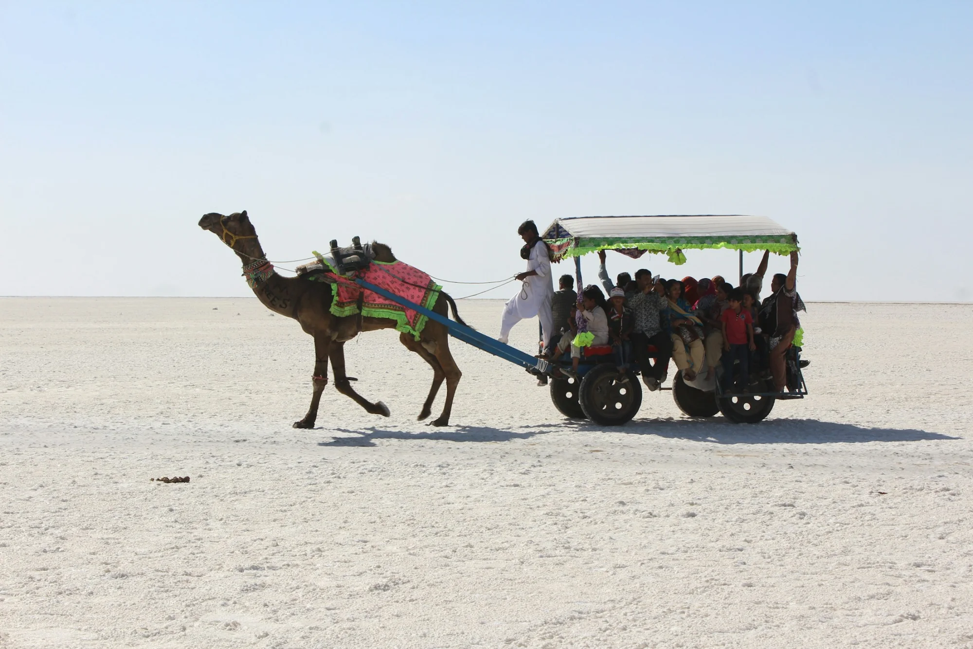 A camel cart crossing the white desert of the Rann of Kutch, Gujarat
