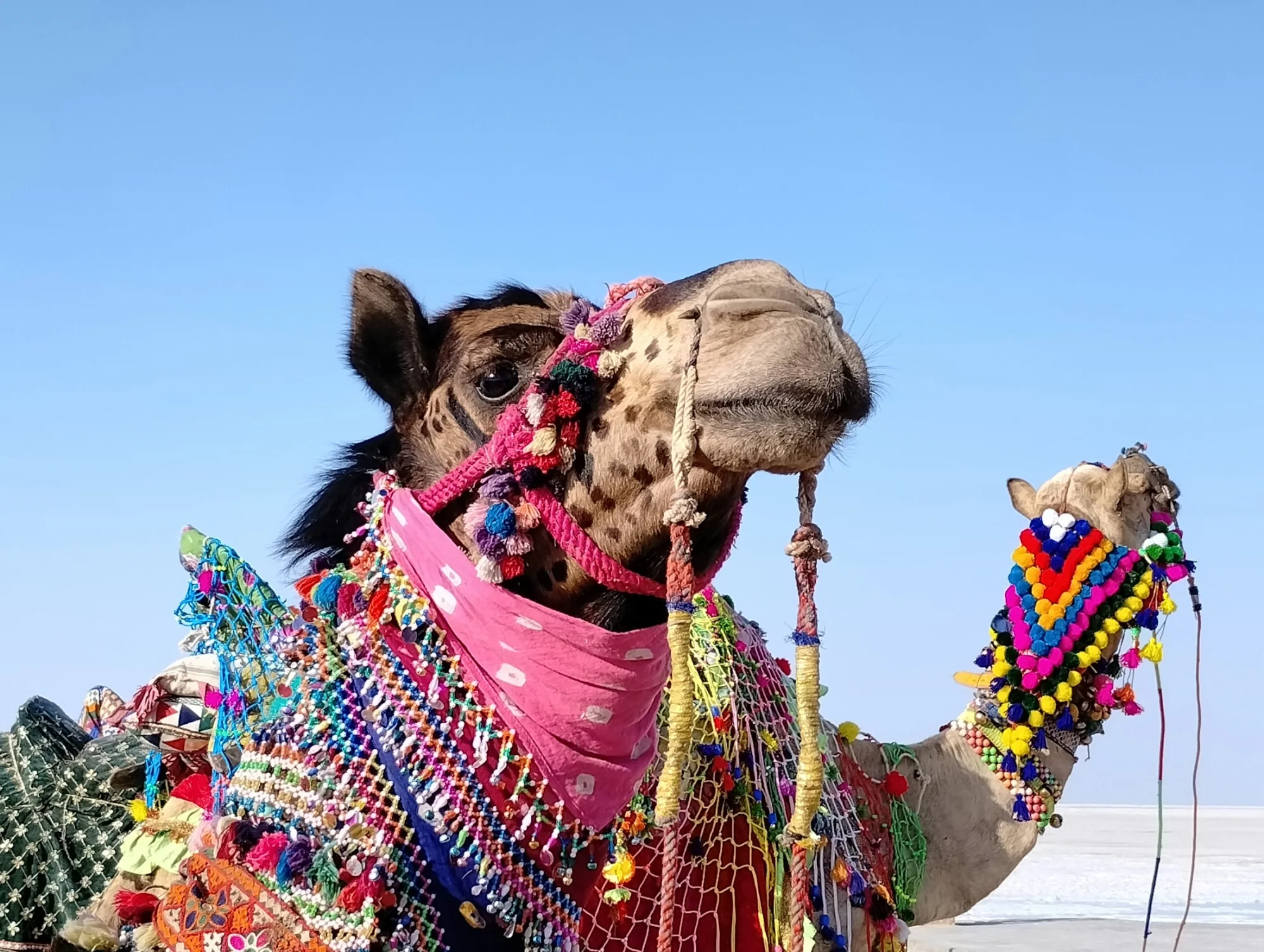 A brightly decorated camel in Kutch, Gujarat