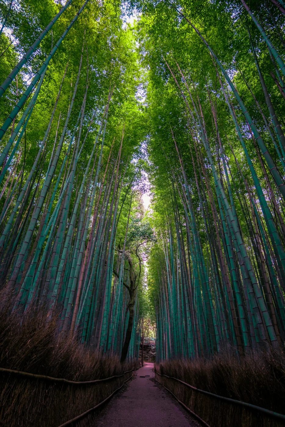 A path winding through a tall bamboo forest in Japan