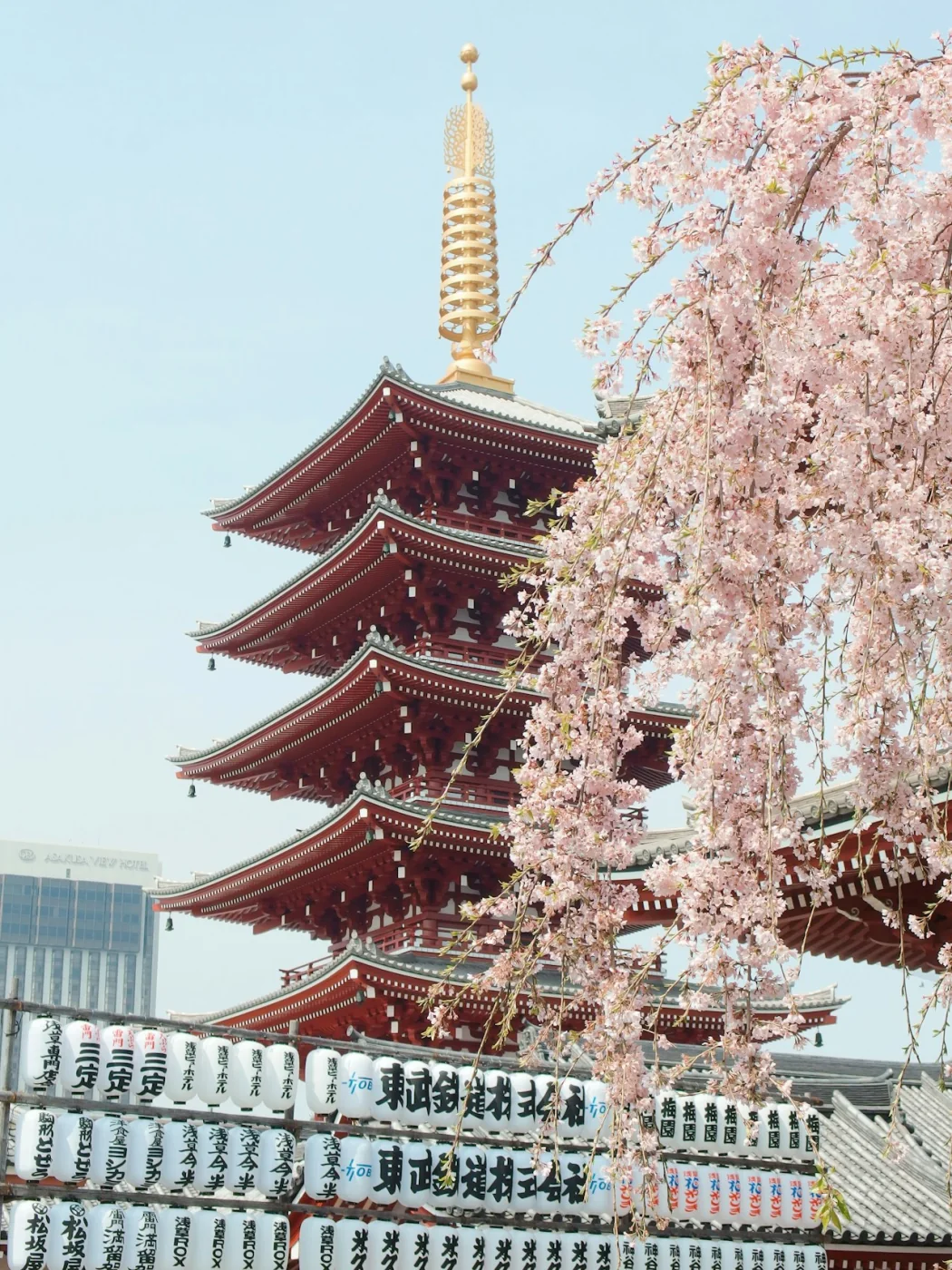 A golden pagoda framed by cherry blossom in Japan