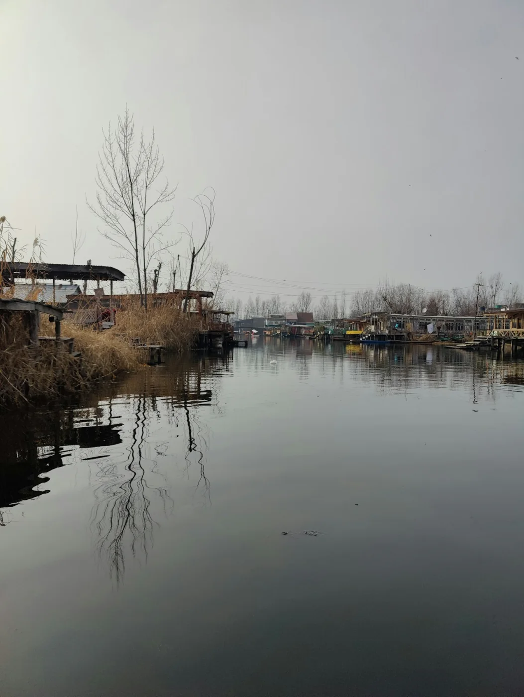Autumn trees reflected in the still waters of Dal Lake, Kashmir
