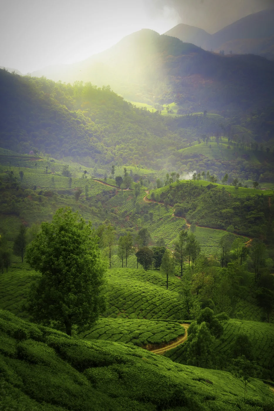 Misty tea estates cascading down the slopes of Munnar, Kerala