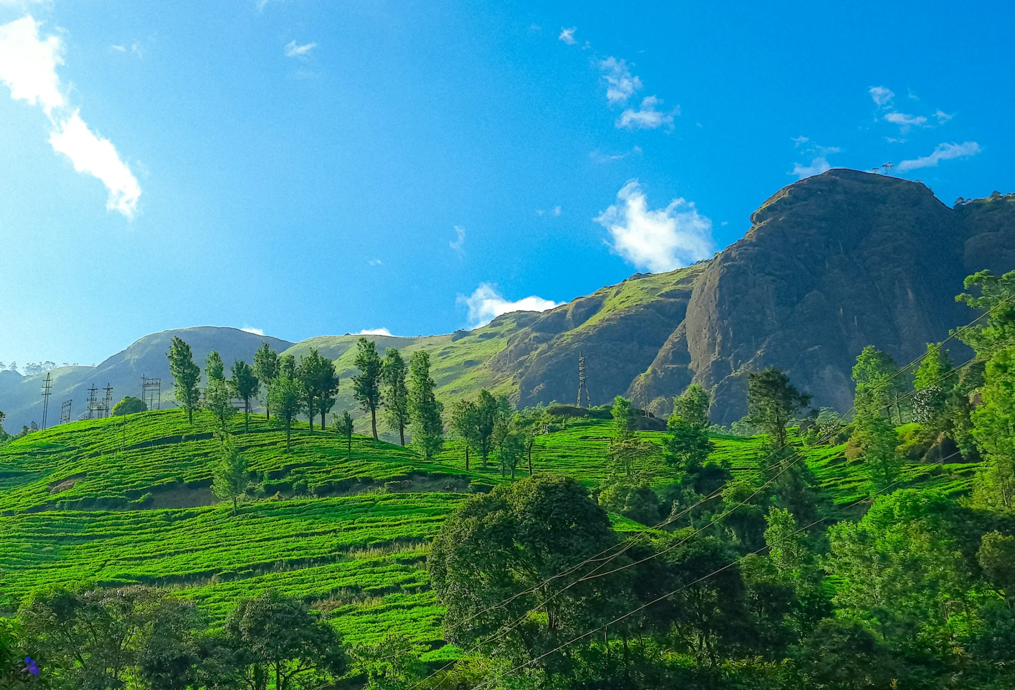 Rolling green tea plantations across the hills of Munnar, Kerala