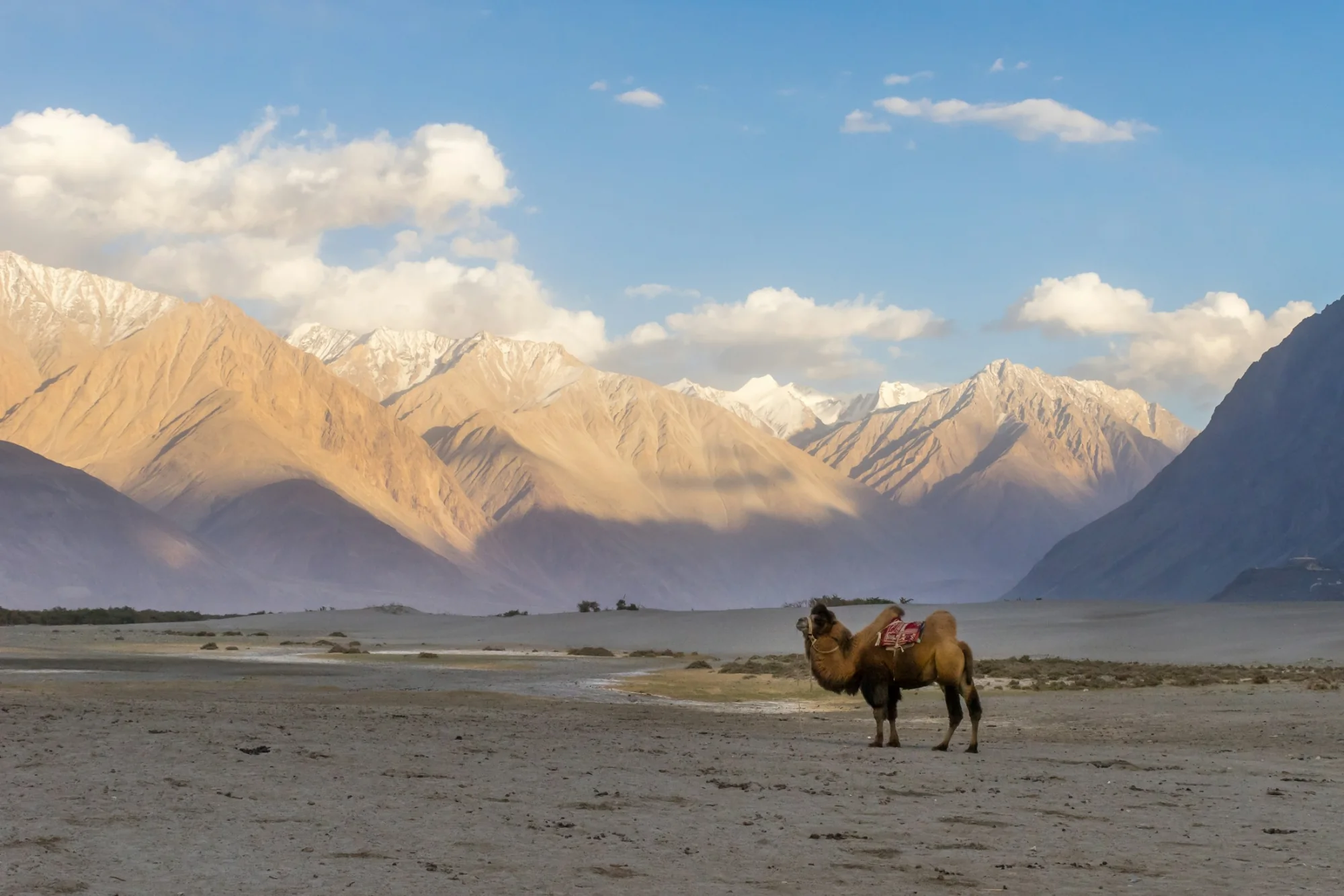 A horse on the sands of the Nubra Valley below snow-capped mountains, Ladakh