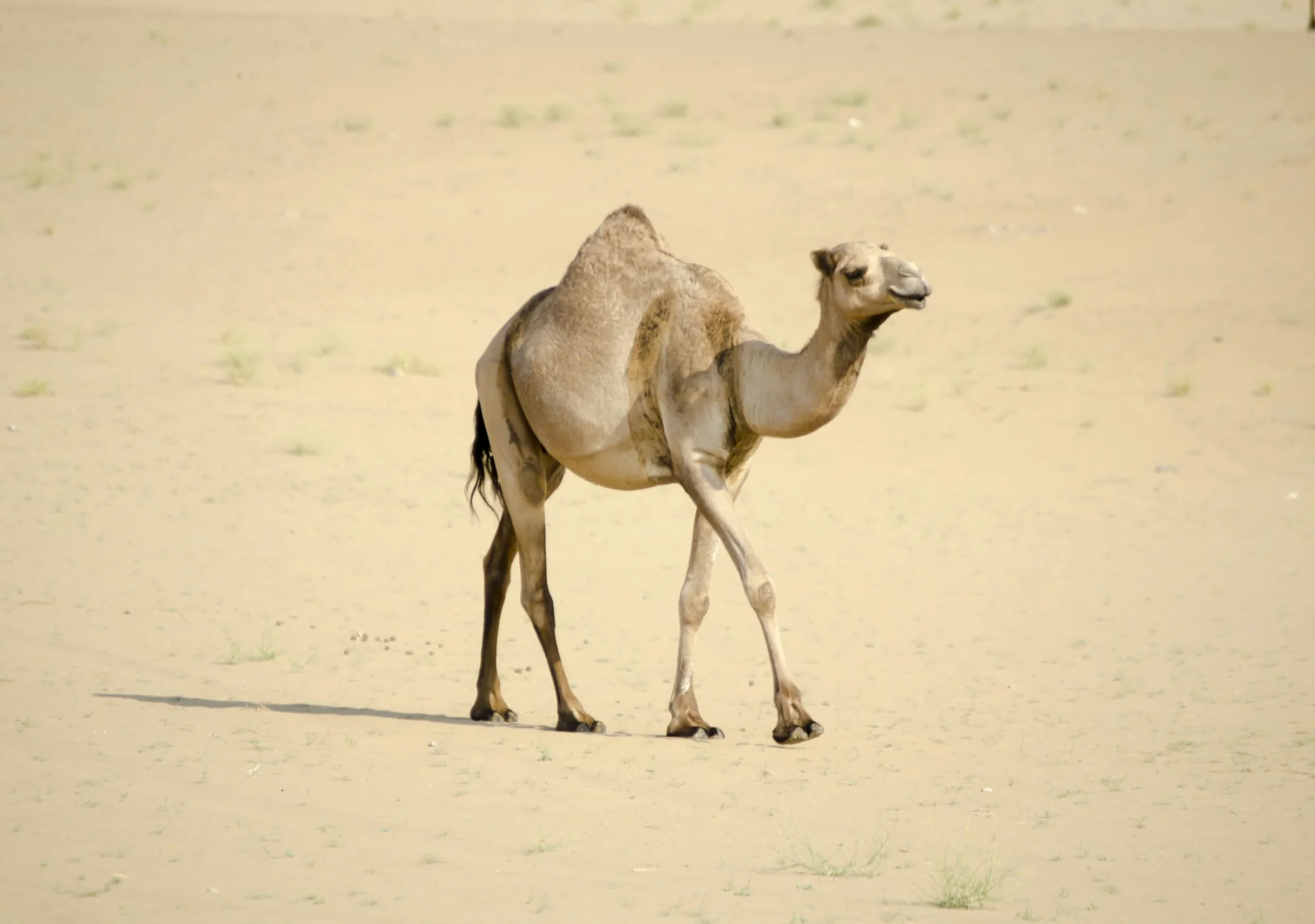 A camel on the dunes of the Thar Desert near Jaisalmer, Rajasthan