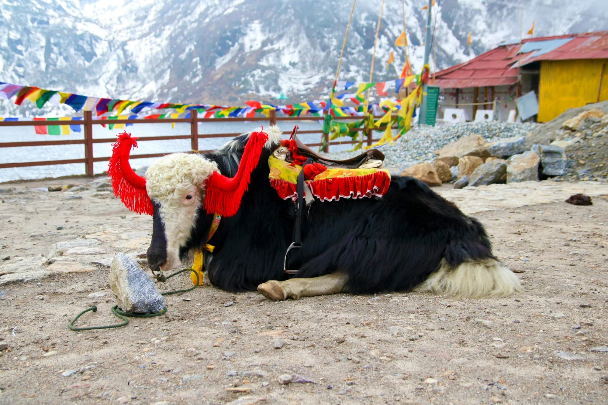 A decorated yak beside Tsomgo Lake in Sikkim