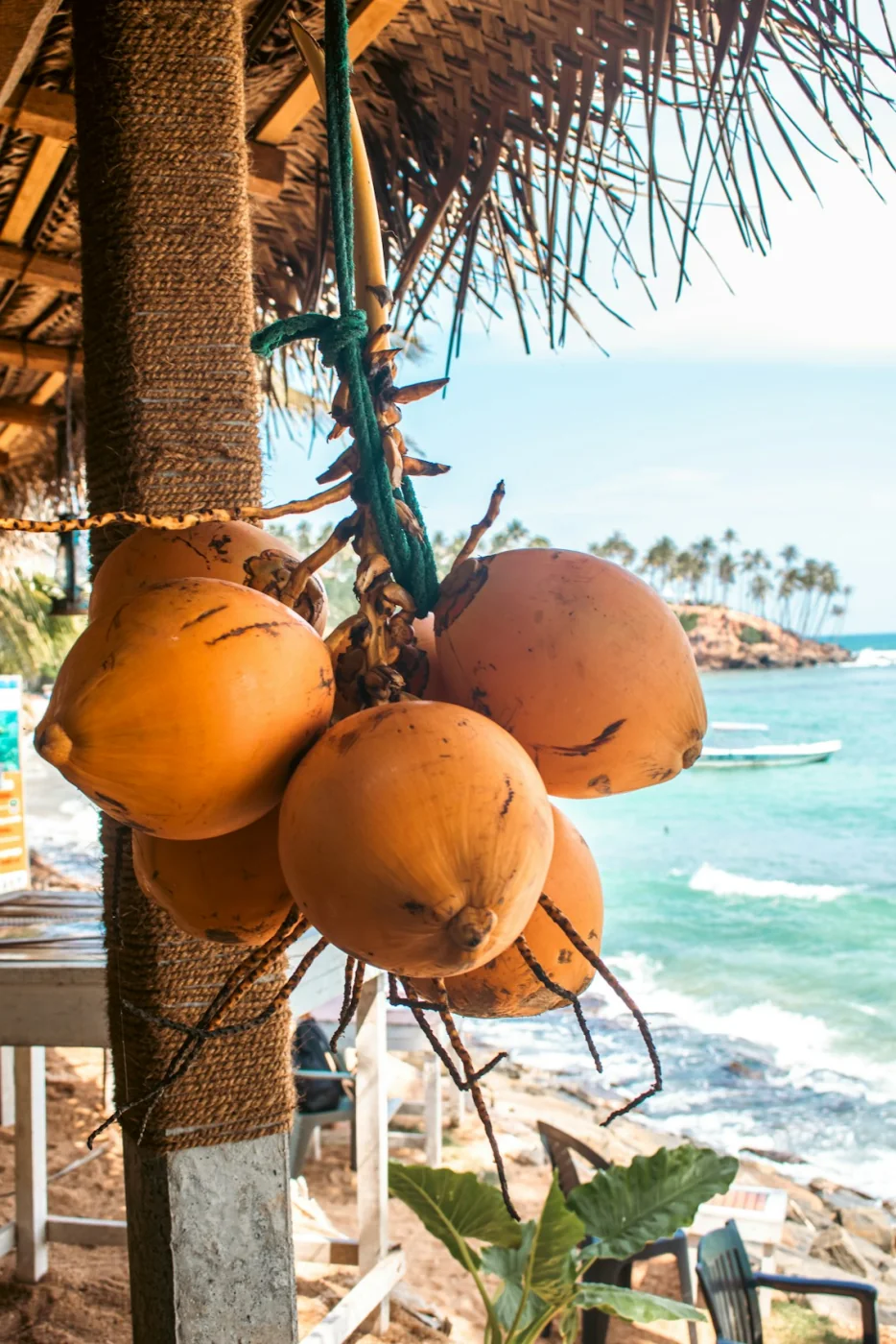 Coconut palms above the sea at Mirissa, Sri Lanka