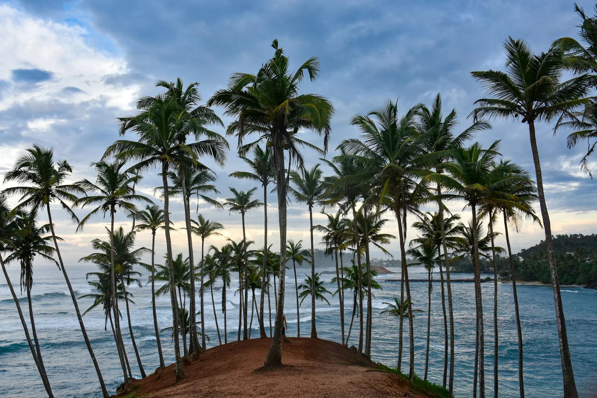 Palm trees on the golden sand of Mirissa beach, Sri Lanka
