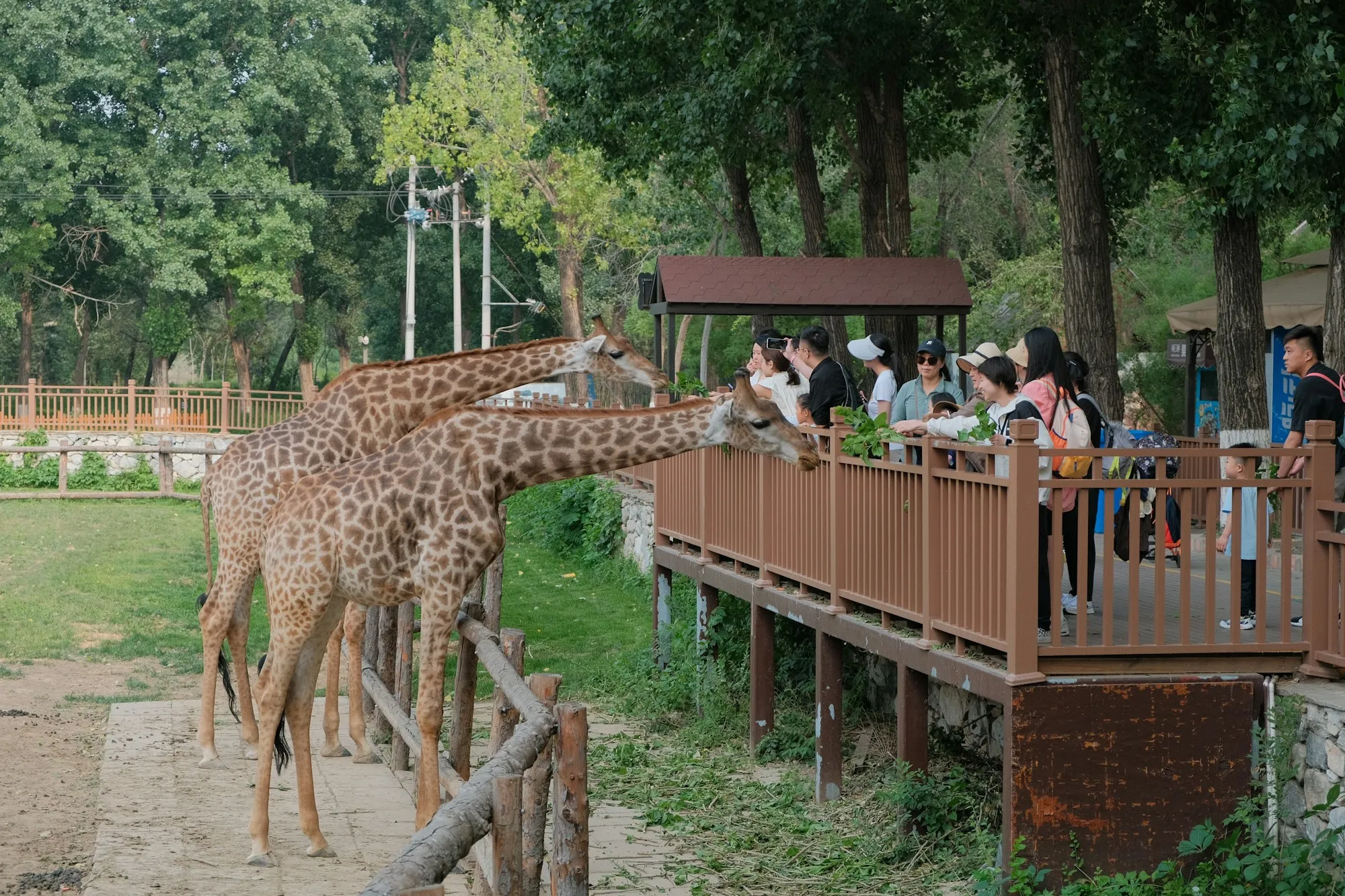 Safari World